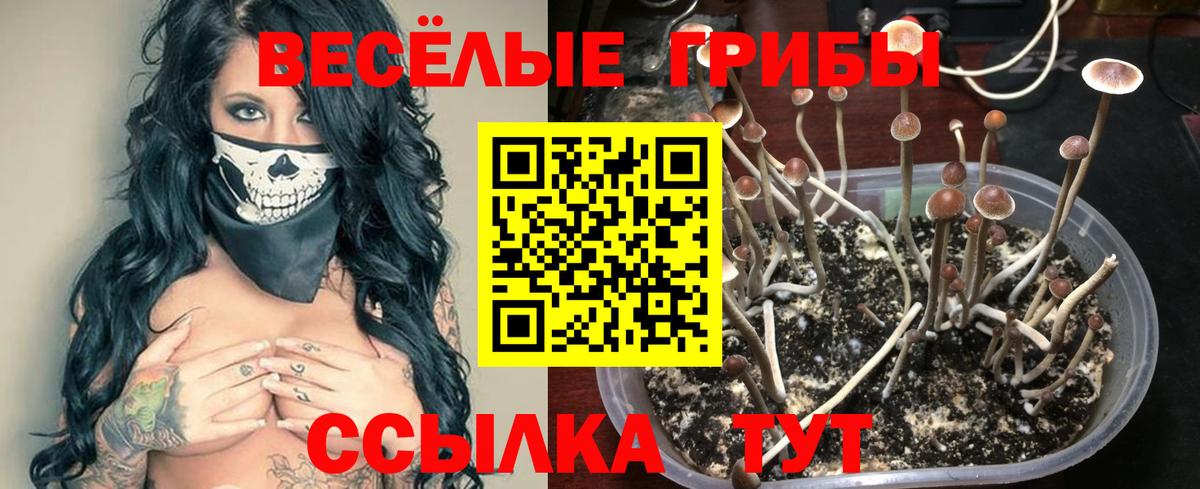 Галлюциногенные грибы прущие грибы  Псилоцибиновые грибы Psilocybe  Вход с VPN  Дюртюли 